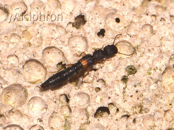 Astenus procerus