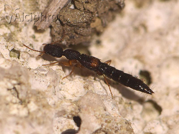 Astenus procerus