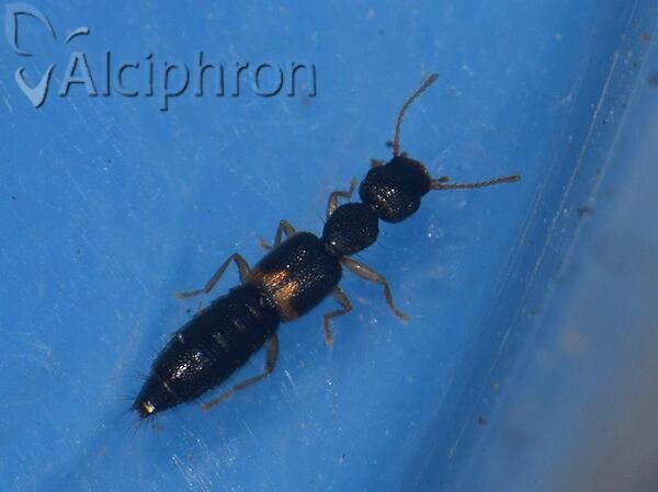Astenus gracilis