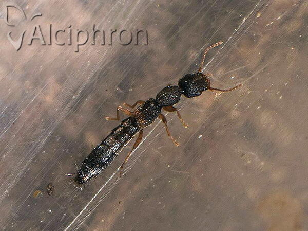 Astenus gracilis