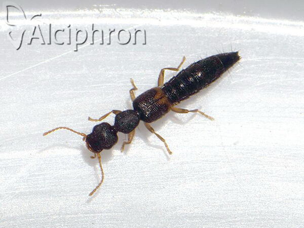 Astenus gracilis