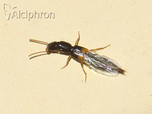Leptobium gracile