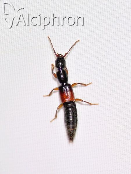 Lathrobium fulvipenne