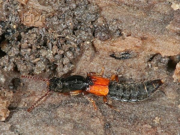 Lathrobium laevipenne