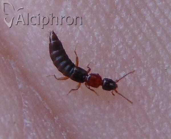 Sunius melanocephalus