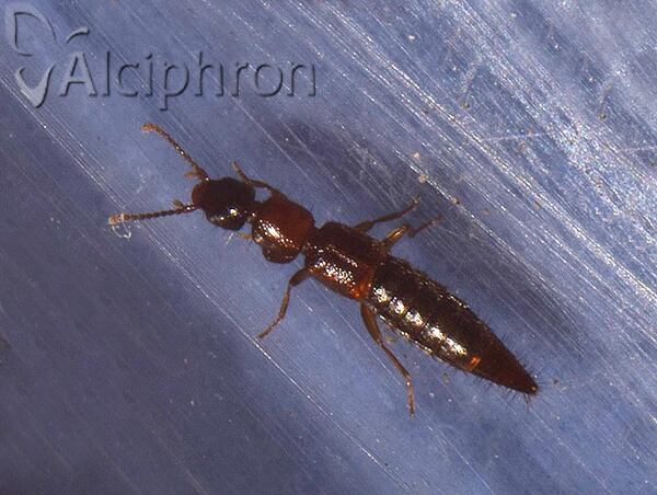 Sunius melanocephalus