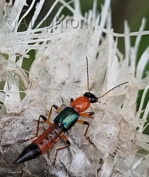Paederus balcanicus