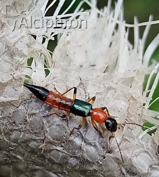 Paederus balcanicus