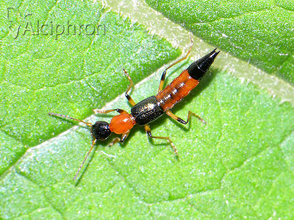 Paederus riparius