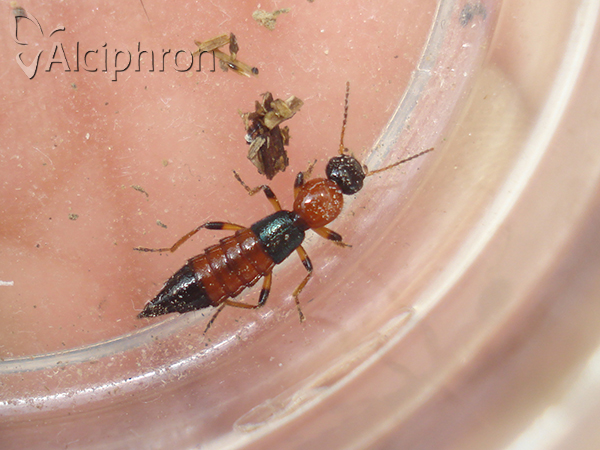 Paederus schoenherri