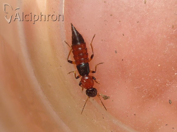Paederus schoenherri