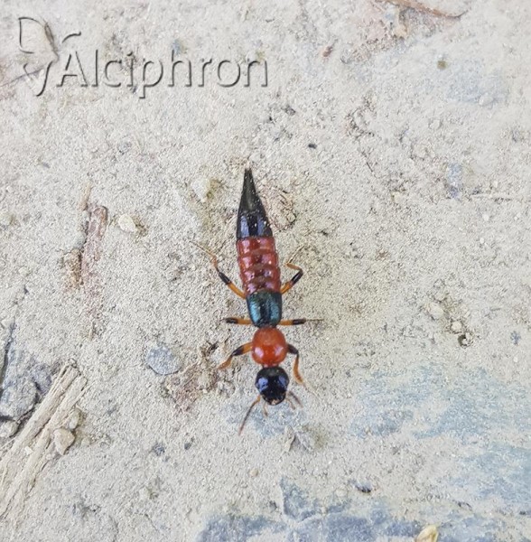 Paederus schoenherri