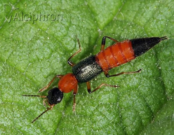Paederus fuscipes