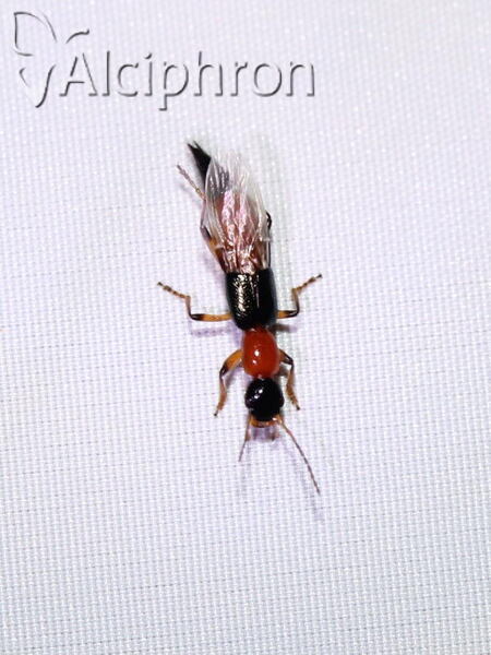 Paederus fuscipes