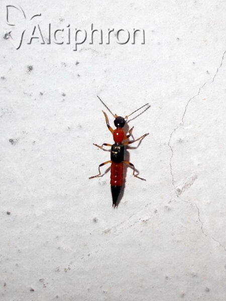 Paederus fuscipes