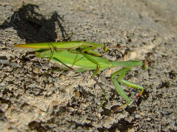 Mantis religiosa
