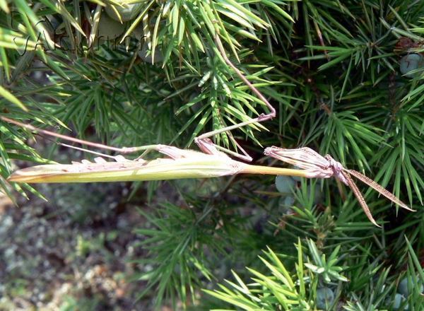 Empusa fasciata