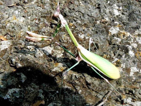 Empusa fasciata