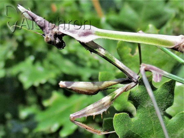Empusa fasciata