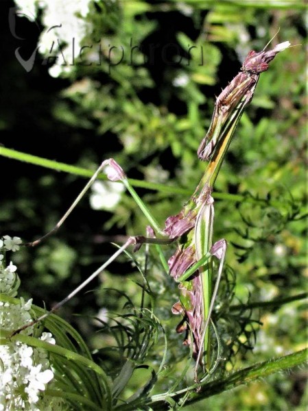 Empusa fasciata