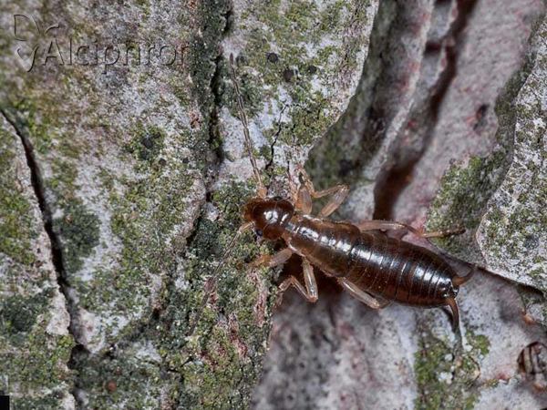 Chelidura acanthopygia