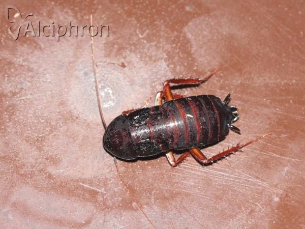 Blatta orientalis
