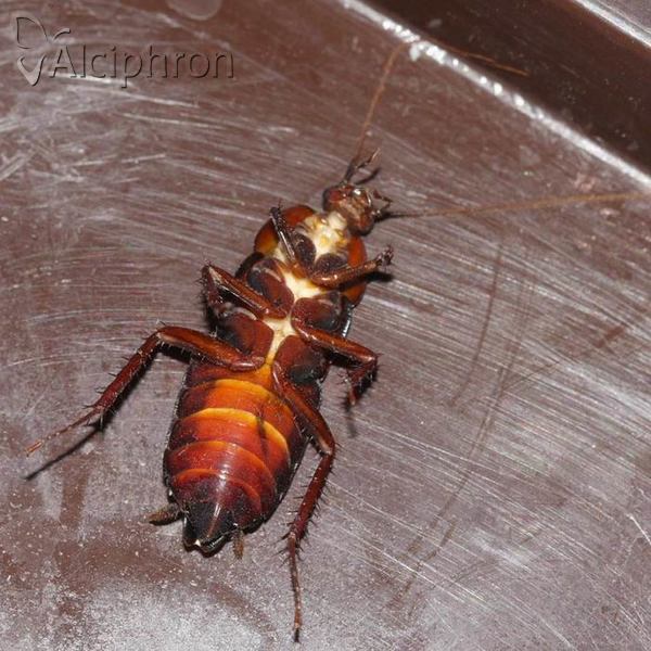 Blatta orientalis