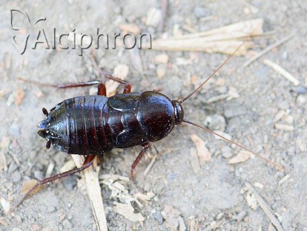 Blatta orientalis