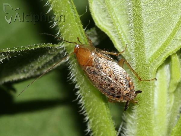 Ectobius lapponicus