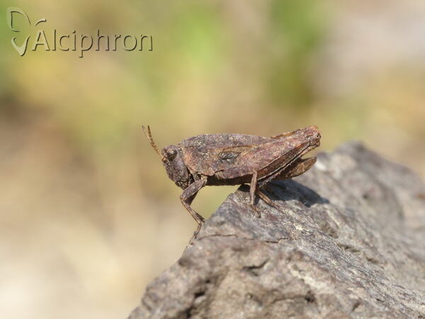 Tetrix bipunctata