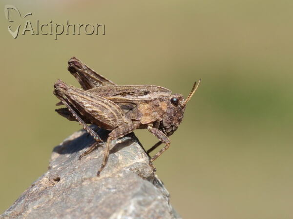 Tetrix bipunctata