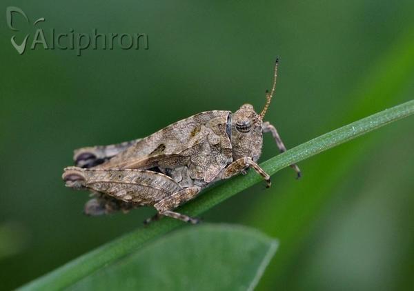 Tetrix tenuicornis