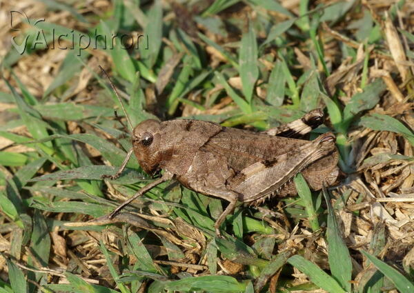 Psophus stridulus