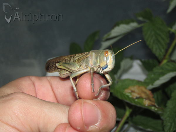 Locusta migratoria