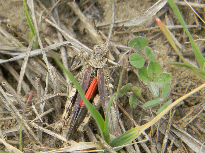 Acrotylus insubricus