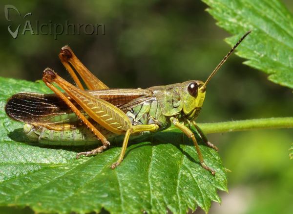 Stauroderus scalaris