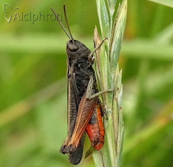 Omocestus rufipes