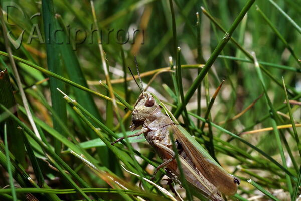 Omocestus viridulus