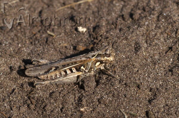 Myrmeleotettix antennatus