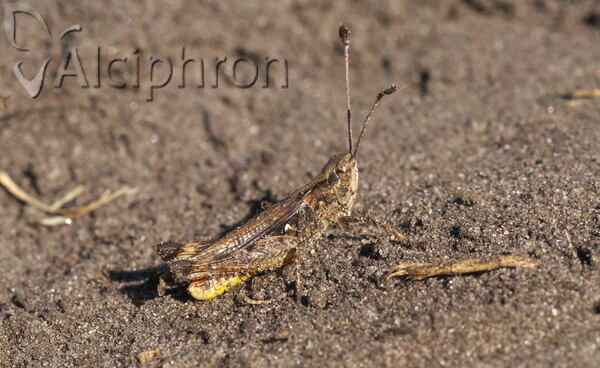 Myrmeleotettix antennatus