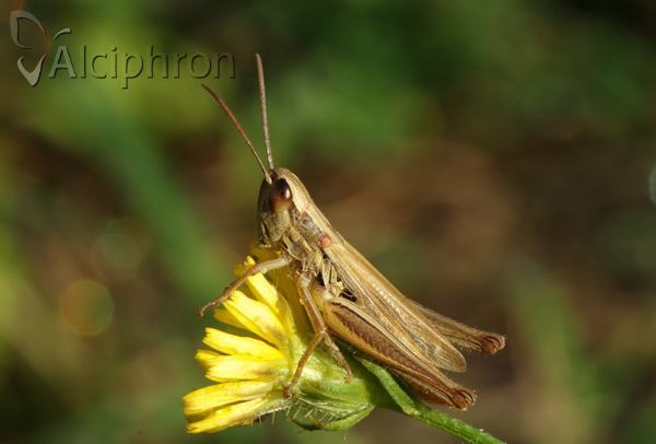 Euchorthippus declivus