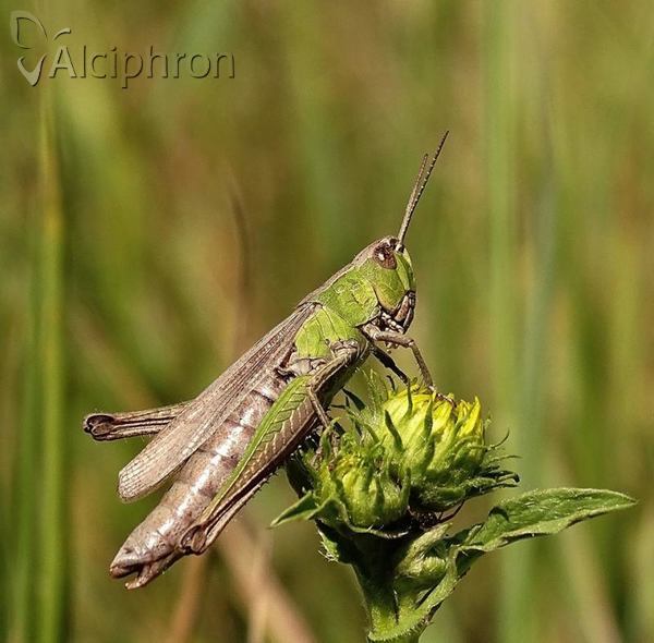 Chorthippus dorsatus