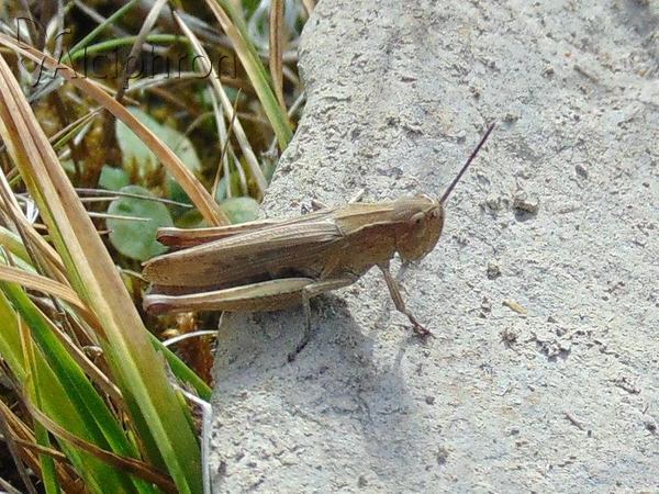 Chorthippus dorsatus