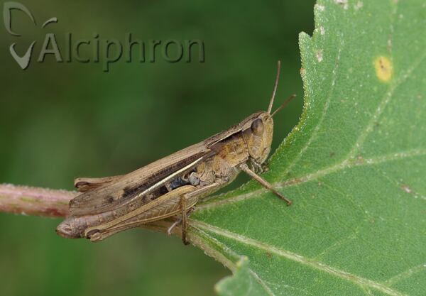 Chorthippus oschei