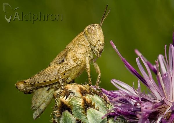 Pezotettix giornae