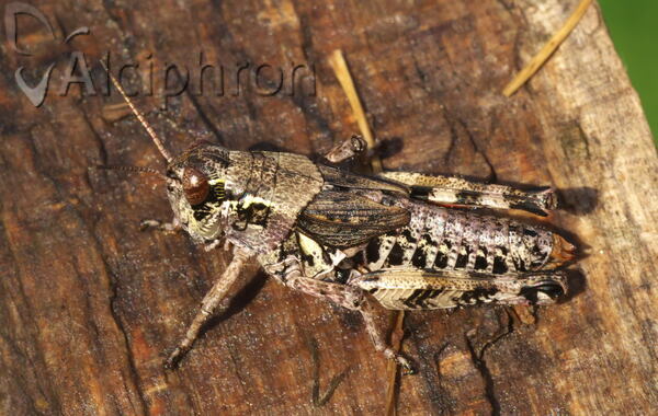Melanoplus frigidus