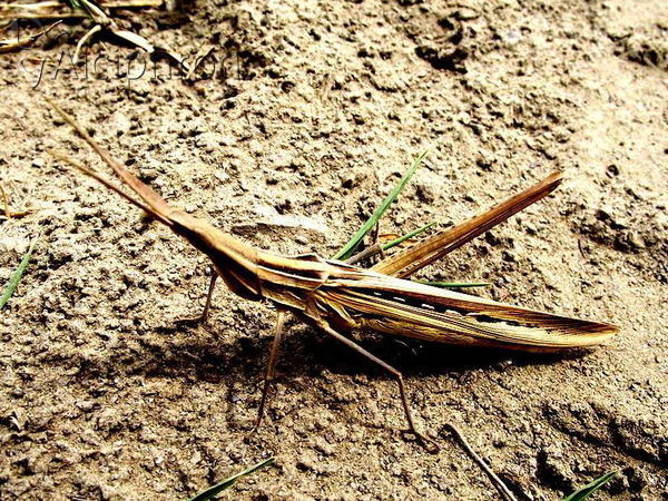 Acrida ungarica