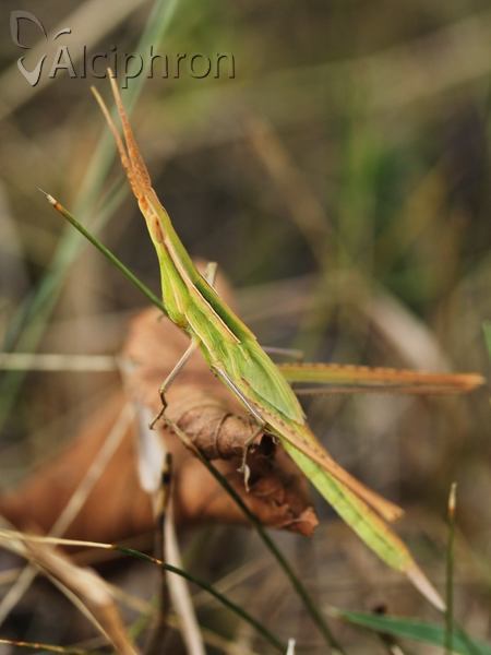 Acrida ungarica