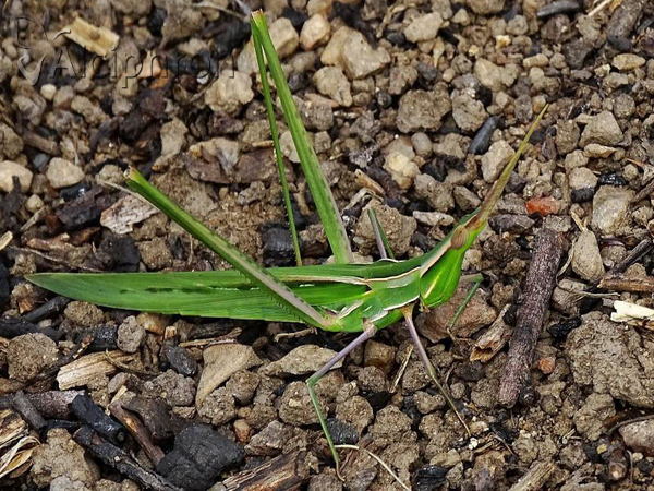 Acrida ungarica