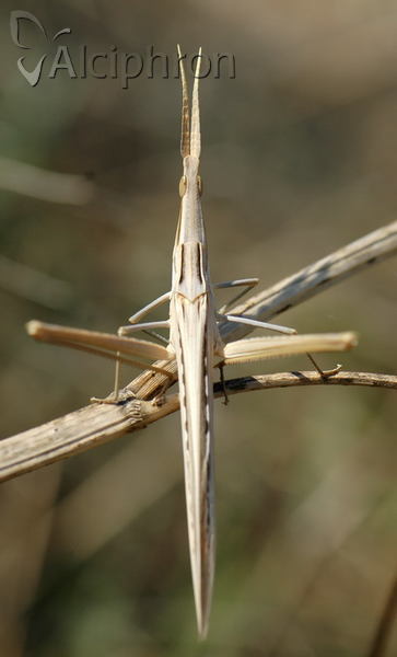 Acrida ungarica